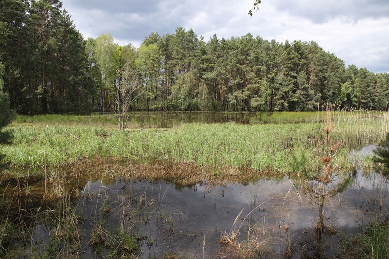 Das Foto zeigt ein Laichgewässer des Grasfrosches, das durch eine vom Biber angelegte Stauung entstanden ist.