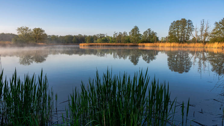 Ruhige Wasserfläche eines Teiches in den frühen Morgenstunden. Im Vordergrund stehen grüne Schilf- und Röhrichtpflanzen am Ufer. Über dem Wasser liegt leichter Bodennebel, der sich stellenweise über die Oberfläche zieht. Am gegenüberliegenden Ufer wachse