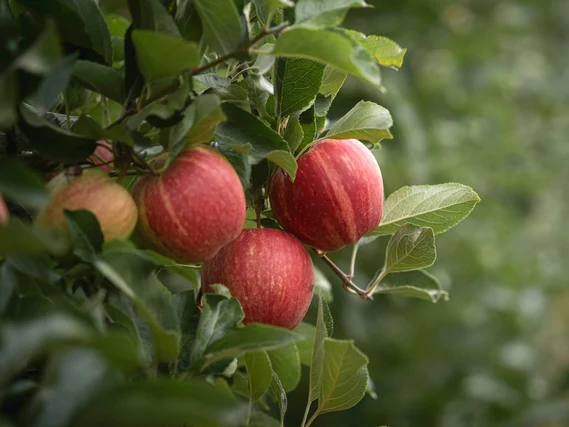 Vier rot-gestreifte Äpfel hängen am Baum