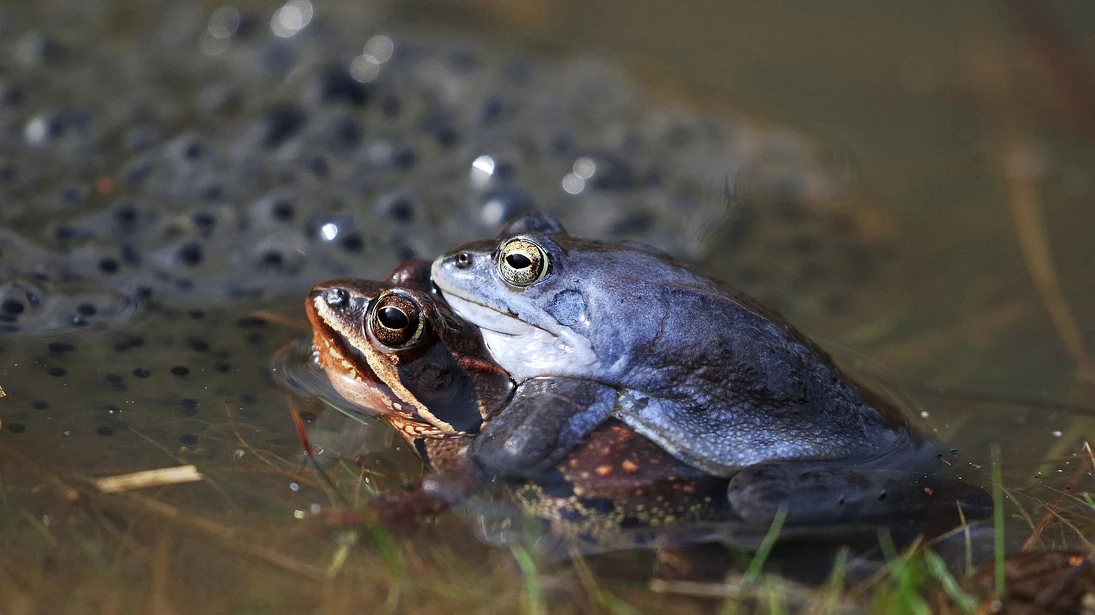 Das Foto zeigt ein Moorfroschpaar im Laichgewässer. Das Männchen hat die zur Laichzeit typische blaue Färbung.