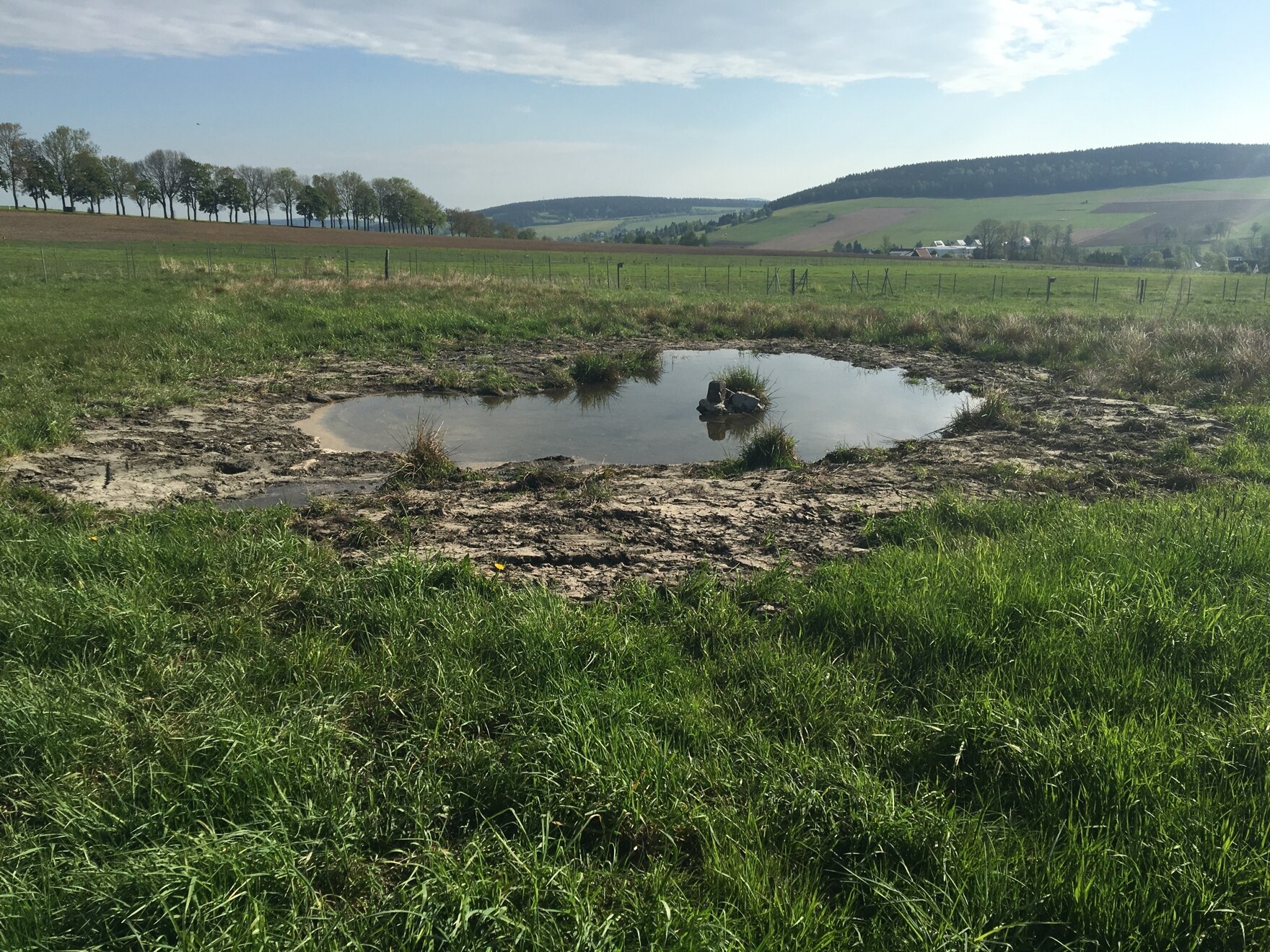 Auf einer Beweidungsfläche in Crottendorf angelegter flacher Nahrungstümpel am 09.05.2018 (Foto: C. Scheinpflug)