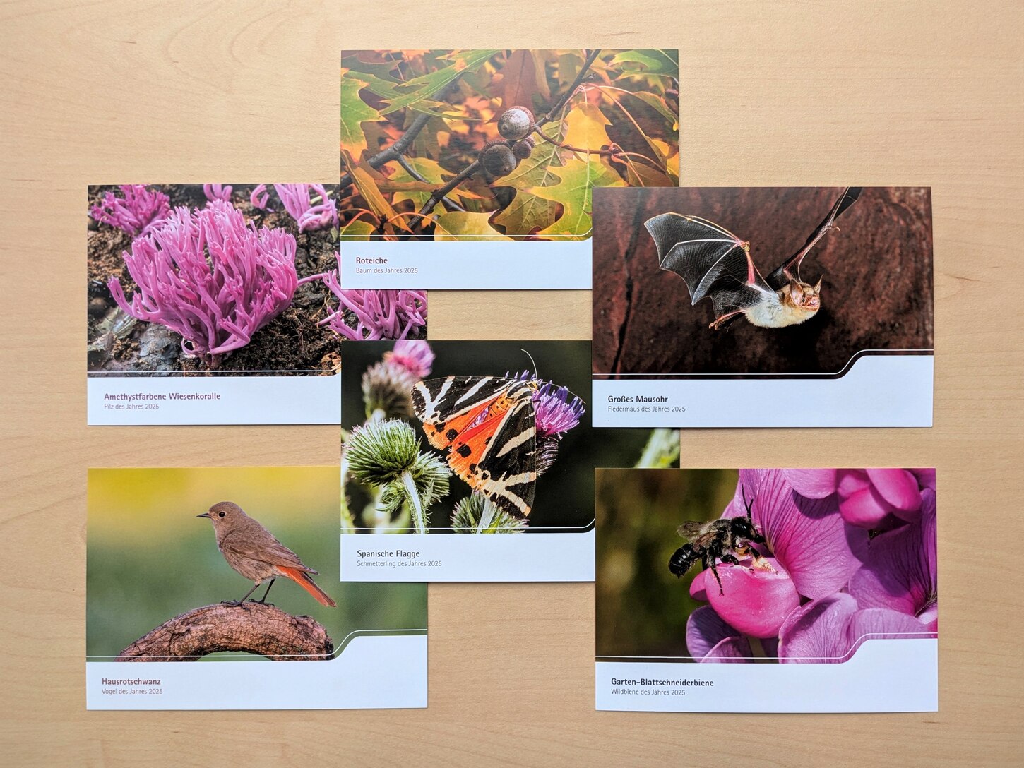 Collage aus sechs Postkarten mit den Motiven der Natur des Jahres 2025