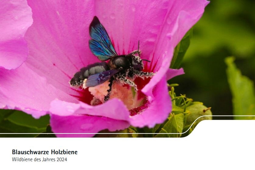 Blauschwarze Holzbiene - Wildbiene des Jahres 2024