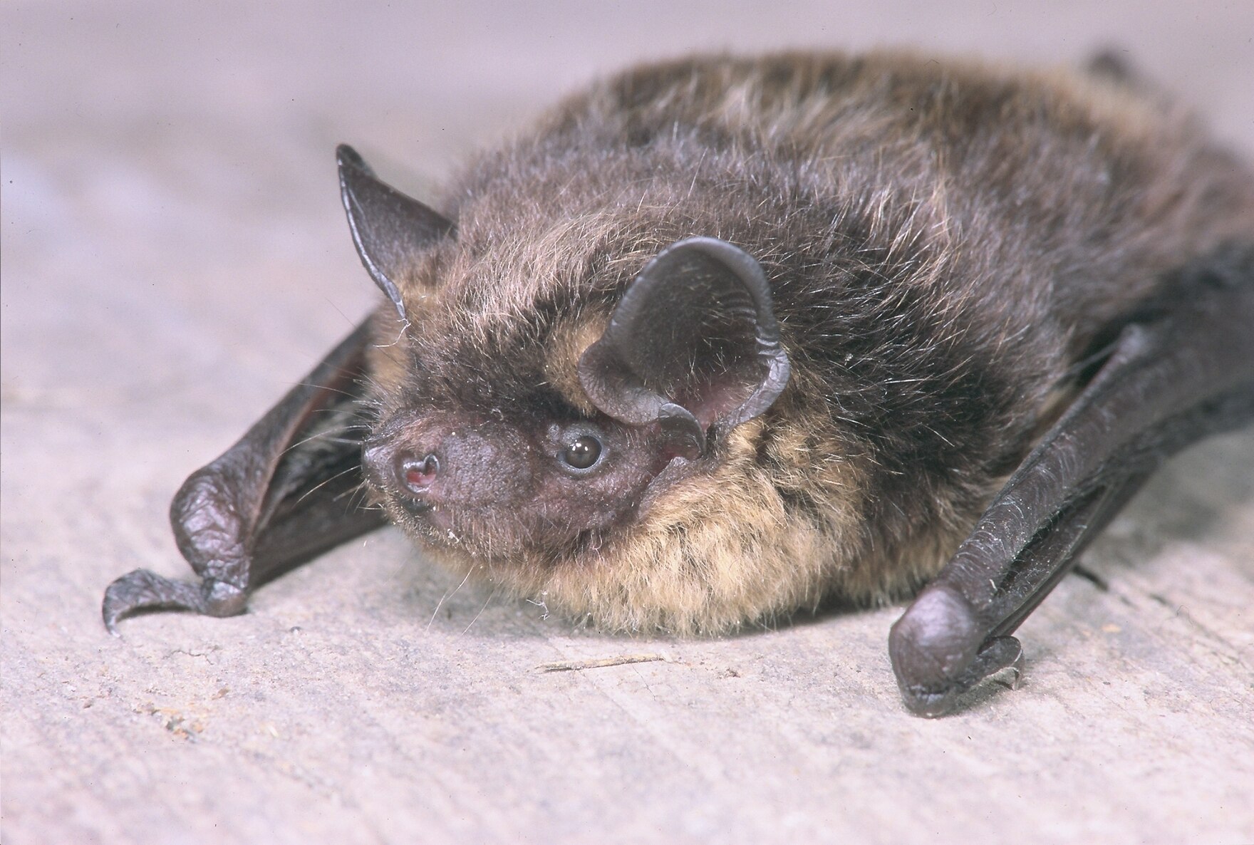 Nordfledermaus