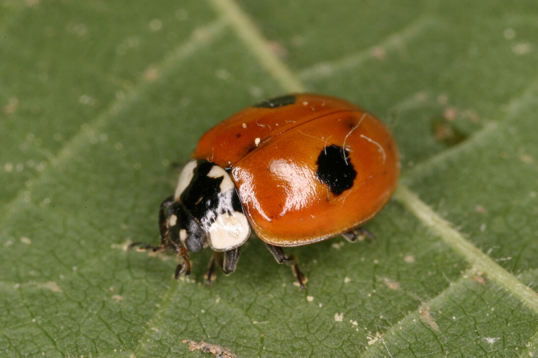 Zweipunkt-Marienkäfer, rote Form