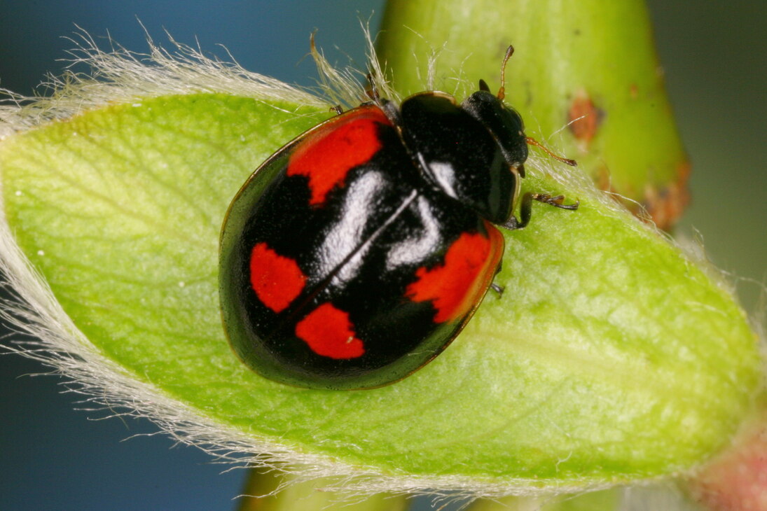 Zweipunkt-Marienkäfer (Adalia bipunctata), schwarze Form