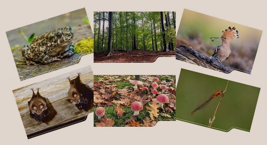 sechs Motive der Postkarten Natur des Jahres 