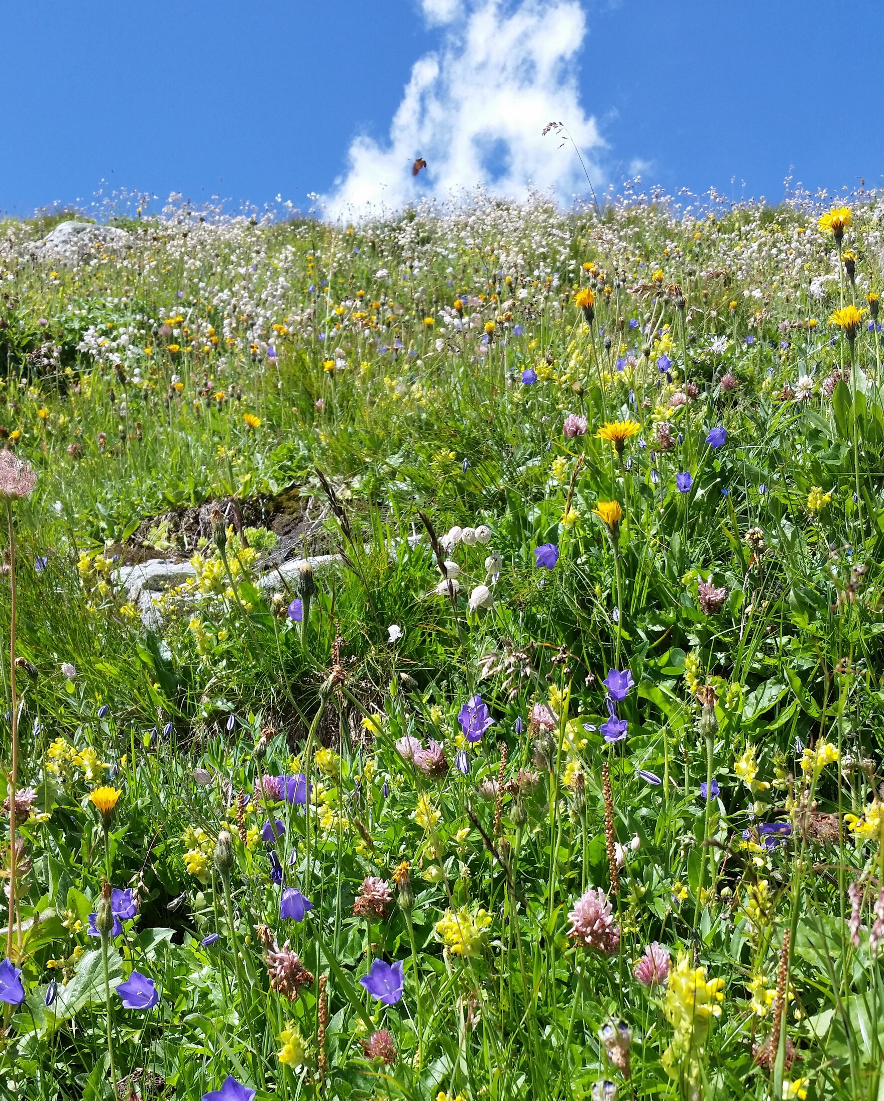 Sachsens Biologische Vielfalt: Foto einer bunt blühenden Sommerwiese, dahinter blauer Himmel