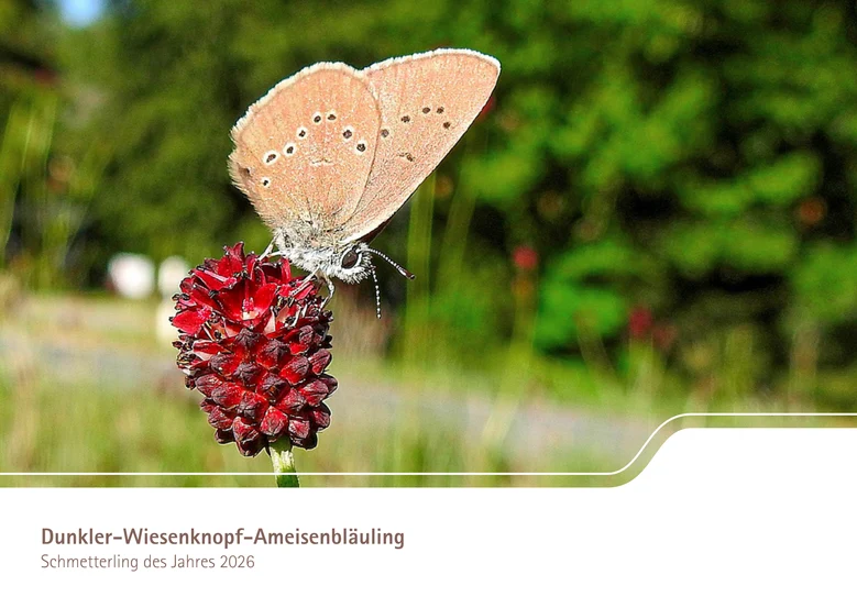 Foto eines rotbraunen Schmetterlings auf einer Blüte