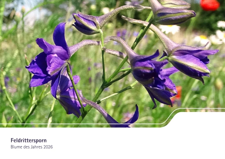 Foto von den Blüten des Feldrittersporns