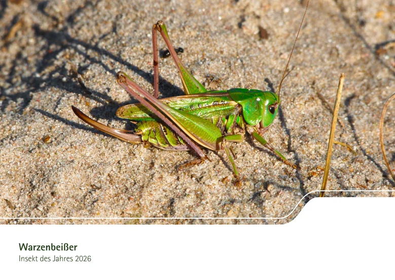 Foto einer grünen Heuschrecke auf Sandboden