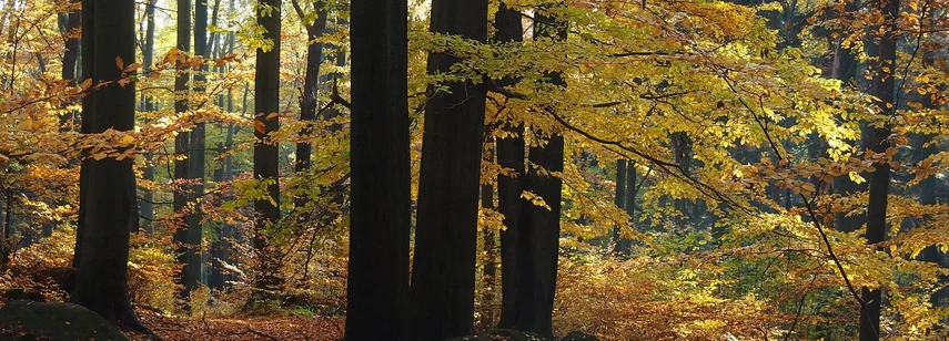 Wald mit herbstlichem Laub