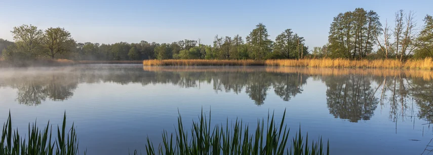 Ruhige Wasserfläche eines Teiches in den frühen Morgenstunden. Im Vordergrund stehen grüne Schilf- und Röhrichtpflanzen am Ufer. Über dem Wasser liegt leichter Bodennebel, der sich stellenweise über die Oberfläche zieht. Am gegenüberliegenden Ufer wachse