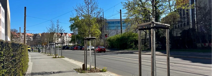 Junge Straßenbäume entlang eines breiten Gehwegs in Leipzig, daneben eine Straße mit parkenden Autos und Gebäuden im Hintergrund bei klarem, blauem Himmel. Aufnahme von neu gepflanzten Straßenbäumen entlang eines Gehwegs in Leipzig. Die Bäume sind mit Hol