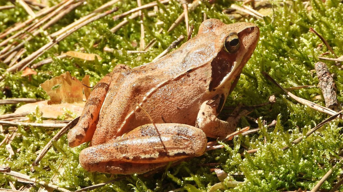 Das Foto zeigt einen Springfrosch im Landlebensraum