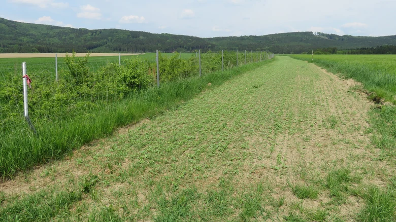 neu gepflanzte Hecke