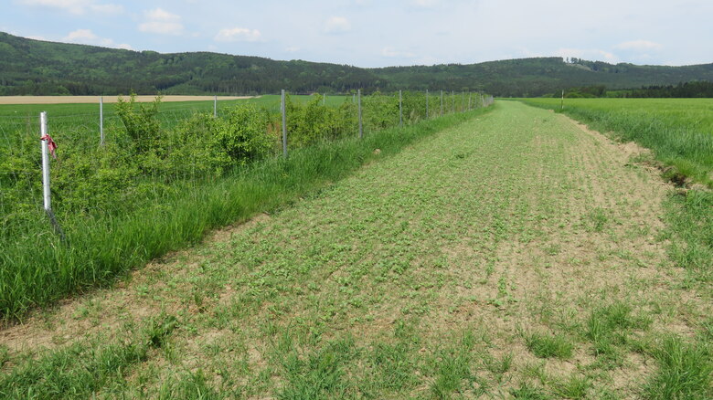 neu gepflanzte Hecke