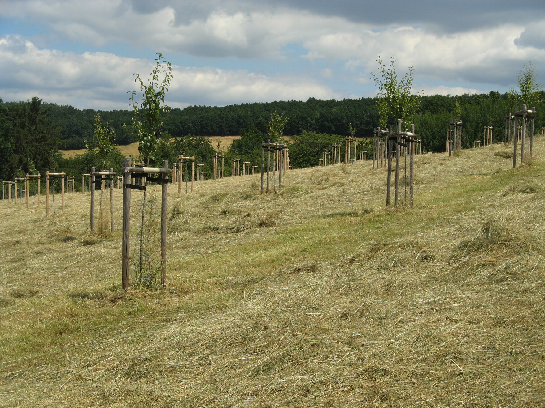 neu gepflanzte Streuobstwiese