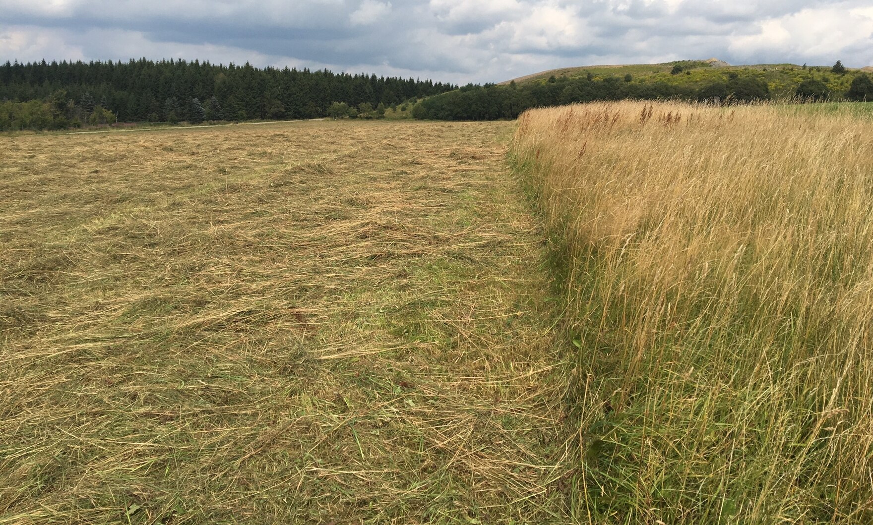 Nach dem 15.08.2017 gemähte Wachtelkönigfläche im Erzgebirgskreis mit verbliebenem Schutzstreifen (Foto: C. Scheinpflug)