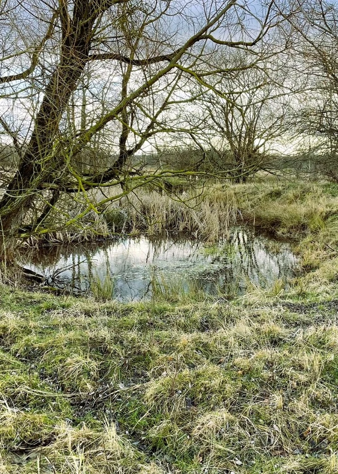 Eine offene Moorlandschaft mit flachen Wasserflächen zwischen Gras- und Röhrichtbeständen. Mehrere alte, teilweise mit Moos bewachsene Bäume stehen am Rand eines Kleingewässers. Die vernässte Fläche zeigt typische Strukturen eines wiedervernässten Moorsta