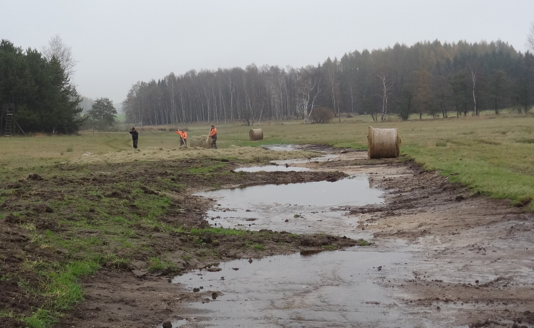 Wiese die mit Wasser durchnässt wird