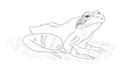 Zeichnung eines Grasfrosches