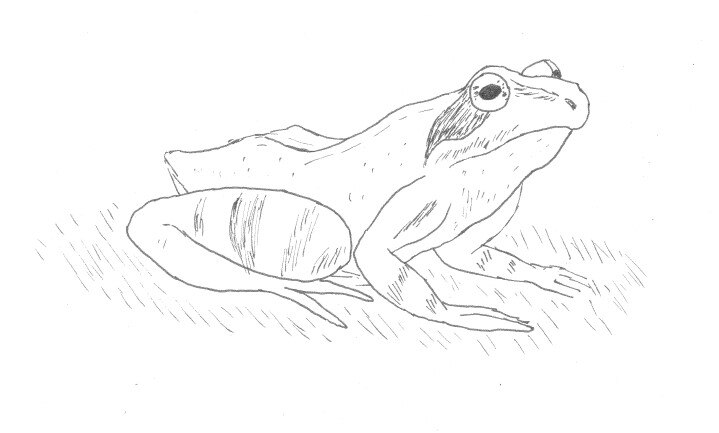 Zeichnung eines Grasfrosches