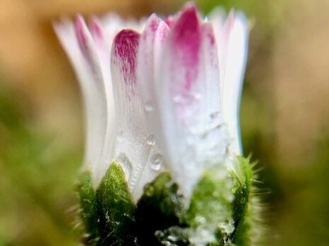 Detail einer Blumenblüte