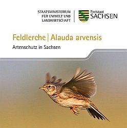 Feldlerche - Alauda arvensis