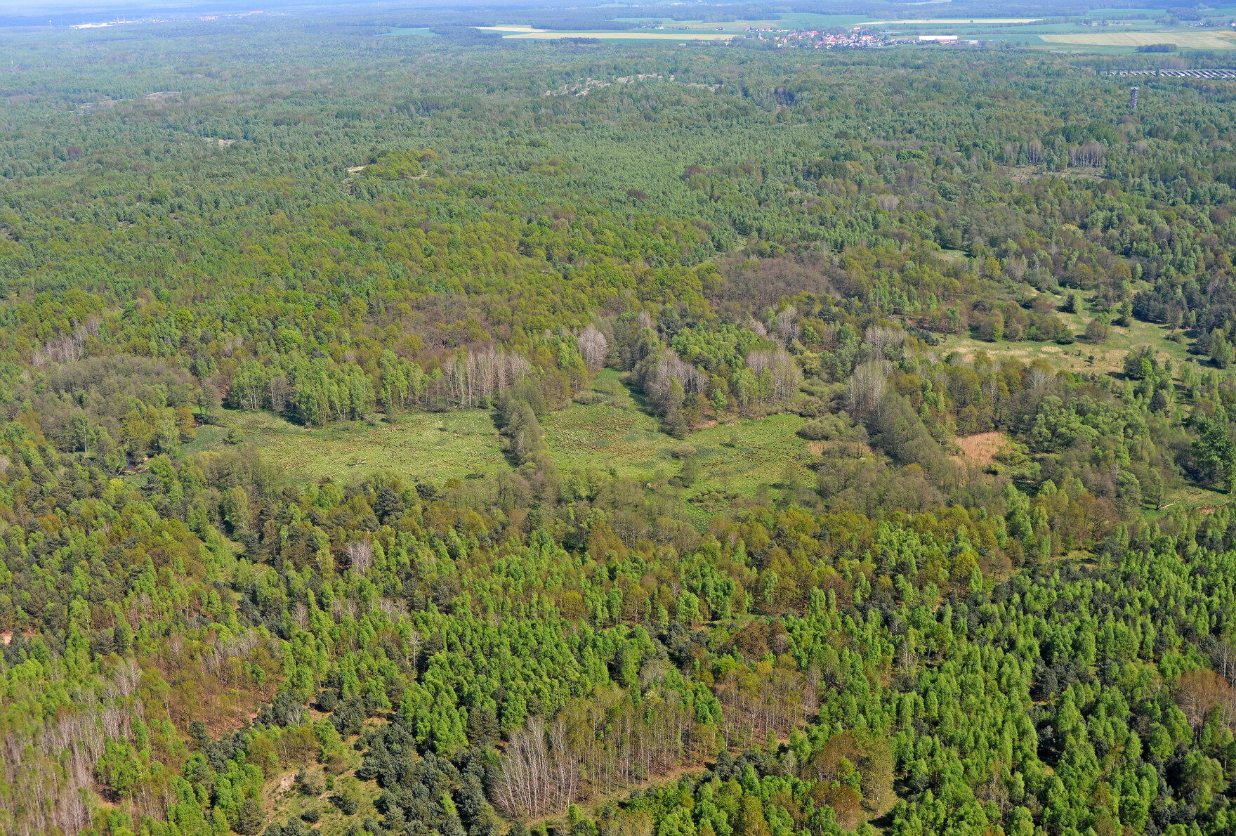 Künftiges Wildnisgebiet Königsbrücker Heide (Foto: Archiv Naturschutz LfULG, D. Synatzschke)